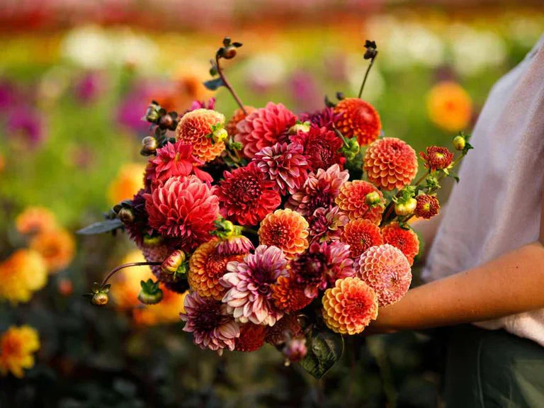 20 Blumensträuße aus einer Dahlien-Mischung